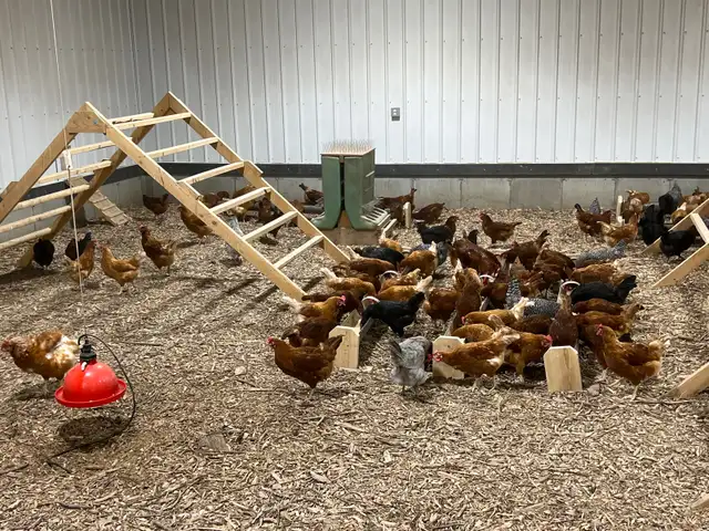 Organic brown laying hens 6.5 months