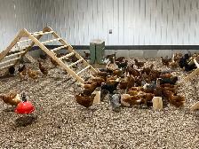 Organic brown laying hens 6.5 months