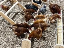 Organic brown laying hens 6.5 months - Photo 2