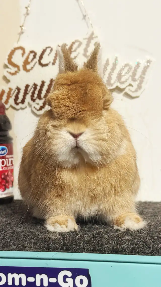 Purebred Orange Netherland Dwarf Boy