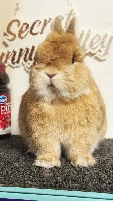 Purebred Orange Netherland Dwarf Boy - Photo 2