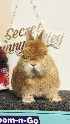 Purebred Orange Netherland Dwarf Boy - Photo 3