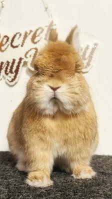 Purebred Orange Netherland Dwarf Boy - Photo 4