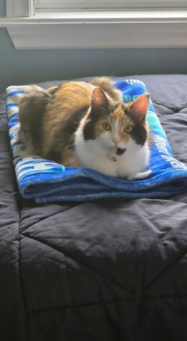 1 year old female cat