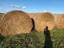 native grass hay - Photo 2