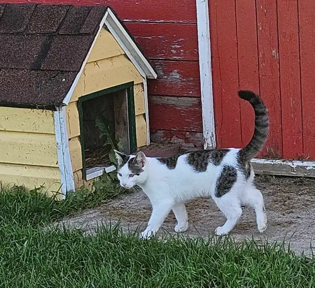 Farm Kittens