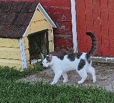 Farm Kittens