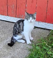 Farm Kittens - Photo 2