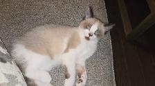 Petite chatte a Vendre