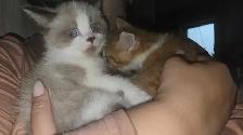 Petite chatte a Vendre - Photo 2