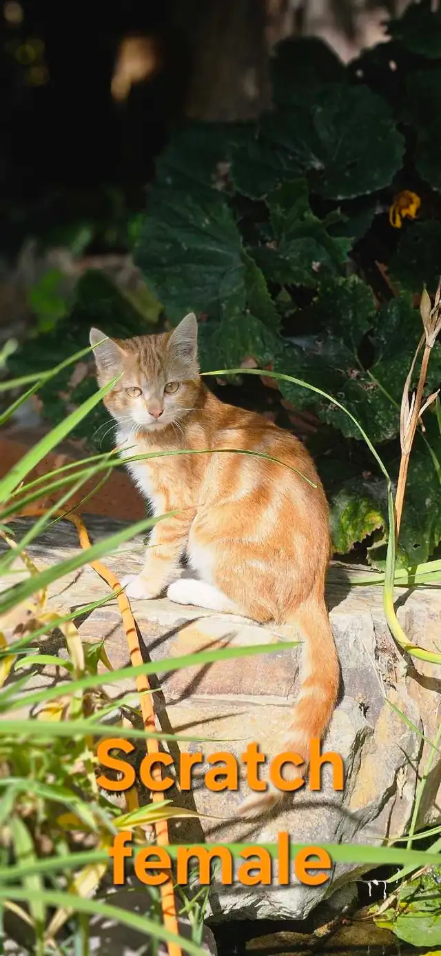Kittens for sale