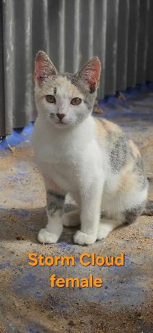 Kittens for sale - Photo 2