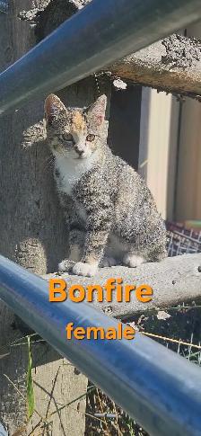 Kittens for sale - Photo 3