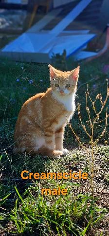 Kittens for sale - Photo 4