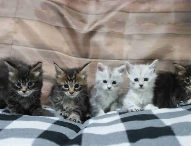 FREE kittens