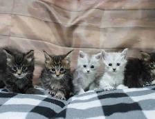 FREE kittens