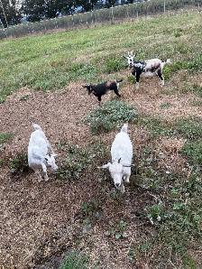 Nigerian goats