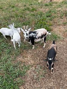 Nigerian goats - Photo 2