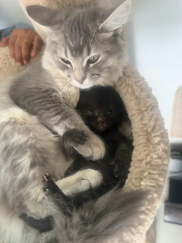 Persian × British Shorthair × Bengal Mix Kittens