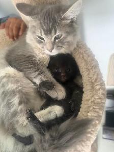 Persian × British Shorthair × Bengal Mix Kittens