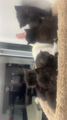 Persian × British Shorthair × Bengal Mix Kittens - Photo 2