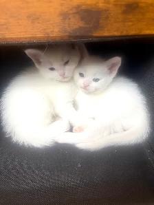 Persian × British Shorthair × Bengal Mix Kittens - Photo 3