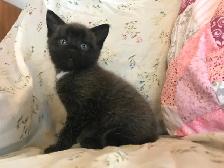 Adorable kittens