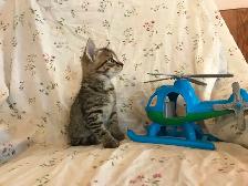 Adorable kittens - Photo 2