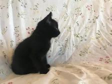 Adorable kittens - Photo 3