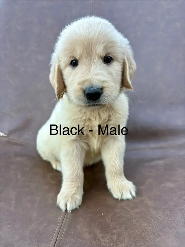 adorable, golden retriever puppies