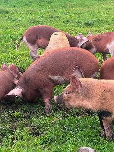 HERITAGE BREED PIGLETS.  HEREFORD &BERKSHIRE