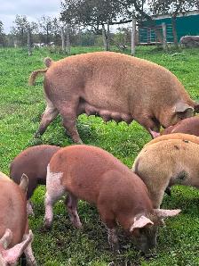 HERITAGE BREED PIGLETS.  HEREFORD &BERKSHIRE - Photo 2
