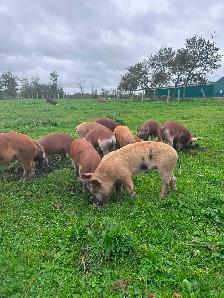 HERITAGE BREED PIGLETS.  HEREFORD &BERKSHIRE - Photo 3