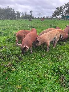 HERITAGE BREED PIGLETS.  HEREFORD &BERKSHIRE - Photo 4