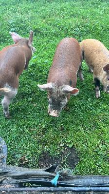 HERITAGE BREED PIGLETS.  HEREFORD &BERKSHIRE - Photo 5