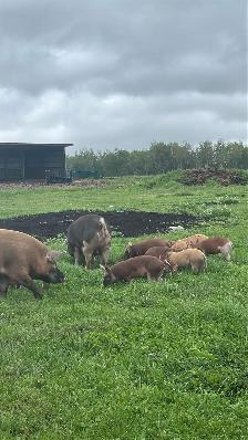 HERITAGE BREED PIGLETS.  HEREFORD &BERKSHIRE - Photo 6