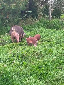 HERITAGE BREED PIGLETS.  HEREFORD &BERKSHIRE - Photo 7
