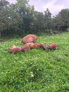 HERITAGE BREED PIGLETS.  HEREFORD &BERKSHIRE - Photo 8