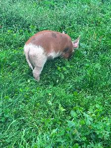 HERITAGE BREED PIGLETS.  HEREFORD &BERKSHIRE - Photo 9