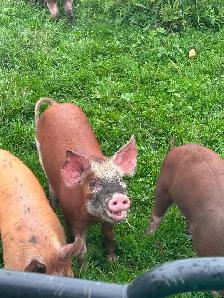 HERITAGE BREED PIGLETS.  HEREFORD &BERKSHIRE - Photo 10