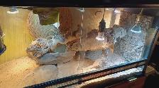 Grand vivarium en verre  de 48X24X18 - Photo 3