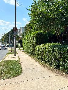 Lawn Care? Hedges? Gutters? - Photo 2