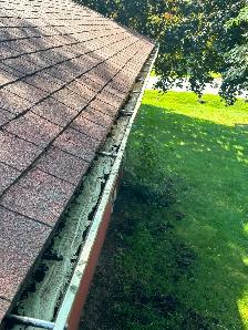 Lawn Care? Hedges? Gutters? - Photo 8
