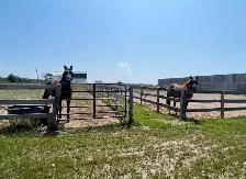 Full Care Horse Board - Photo 10