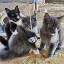Ragdoll kittens, Looking for their FUREVER Loving Home.