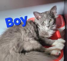 Ragdoll kittens, Looking for their FUREVER Loving Home. - Photo 3