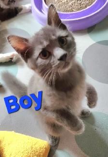 Ragdoll kittens, Looking for their FUREVER Loving Home. - Photo 7