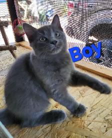 Ragdoll kittens, Looking for their FUREVER Loving Home. - Photo 8