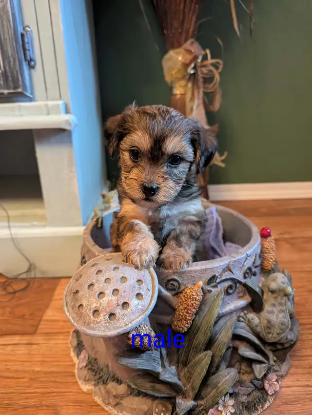 BichonShihtzu x Yorkie