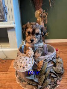 BichonShihtzu x Yorkie